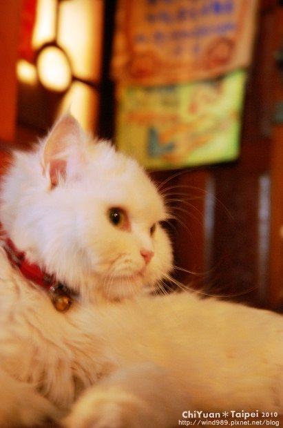 Cat躺著過夏天04.JPG