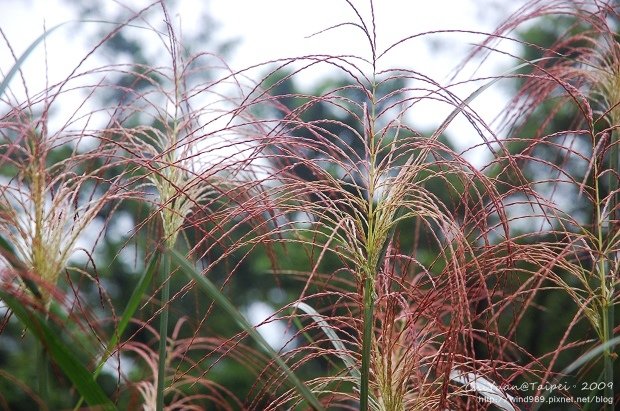 2009草嶺古道芒花季。紅芒花穗05.jpg