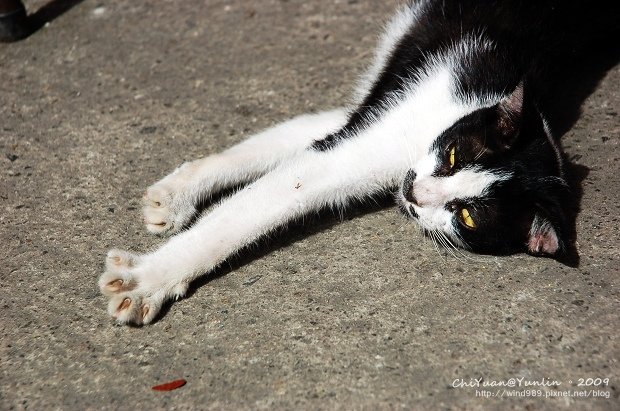 Cat。哈欠搖滾曲07.jpg