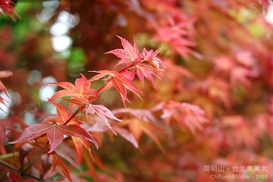 台北奧萬大。楓紅01