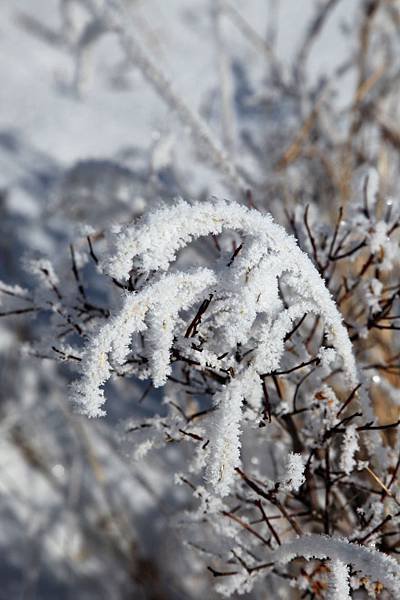 B-雪花.jpg