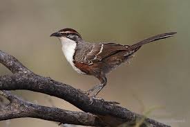 「chestnut-crowned babbler」的圖片搜尋結果