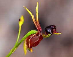 「Duck Orchid」的圖片搜尋結果