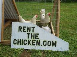 「rent the chicken」的圖片搜尋結果