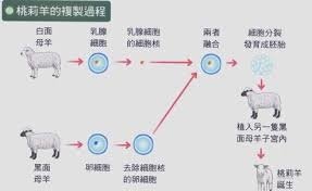 「桃莉羊」的圖片搜尋結果