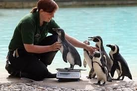 「zsl-london-zoo Keepers have been very busy weighing and measuring all our animals today as part of the big annual weigh in」的圖片搜尋結果