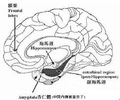 「大腦海馬迴」的圖片搜尋結果