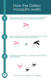 ã€Œoxitec mosquitoã€çš„åœ–ç‰‡æœå°‹çµæžœ