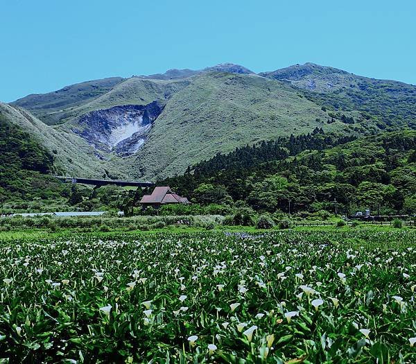 竹子湖