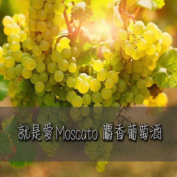 【甜葡萄酒中的少女Moscato/Muscat麝香葡萄酒】