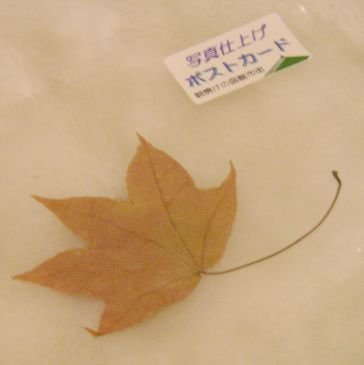 跟隨紀念章一起回來的北海道楓葉呀~!