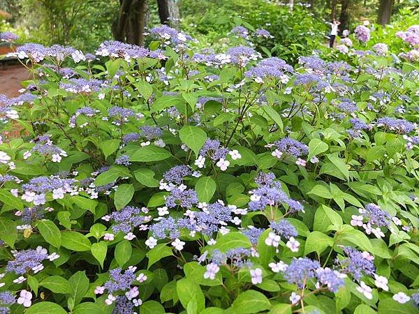 植物園02.jpg