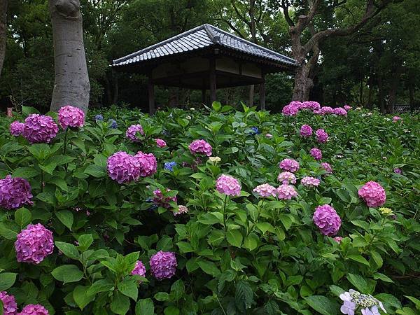 藤森神社03.jpg