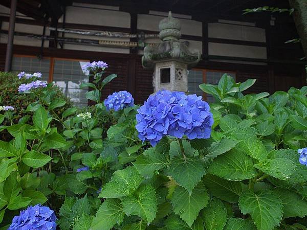 藤森神社10.jpg