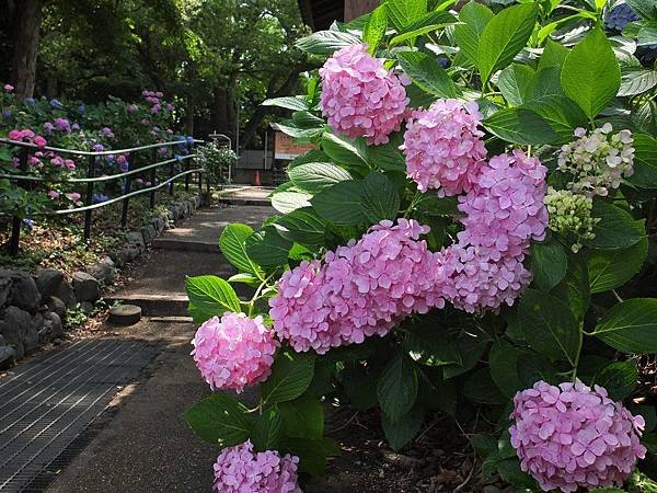 藤森神社12.jpg