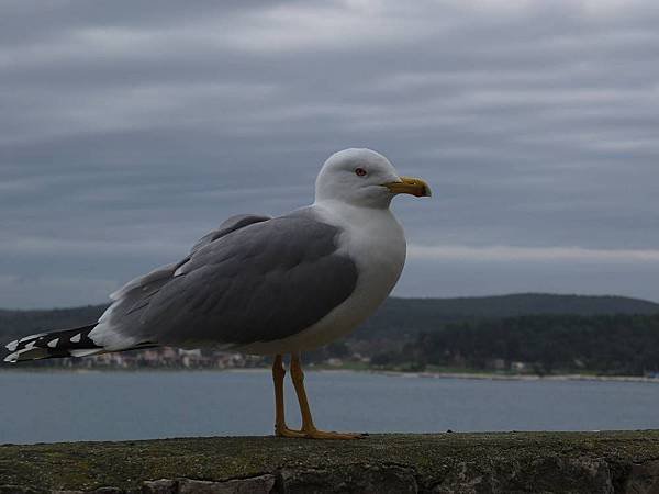 海鳥.jpg