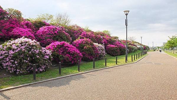 淺香山綠道03.jpg