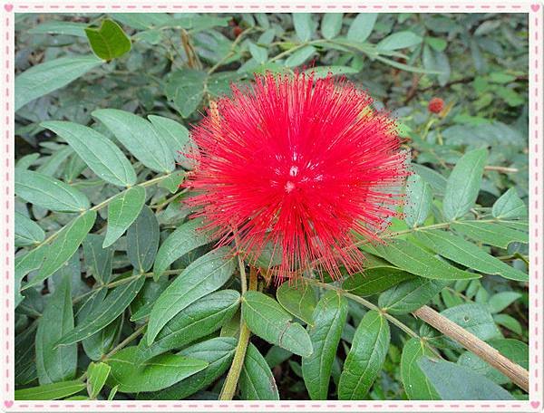 紅花2.jpg