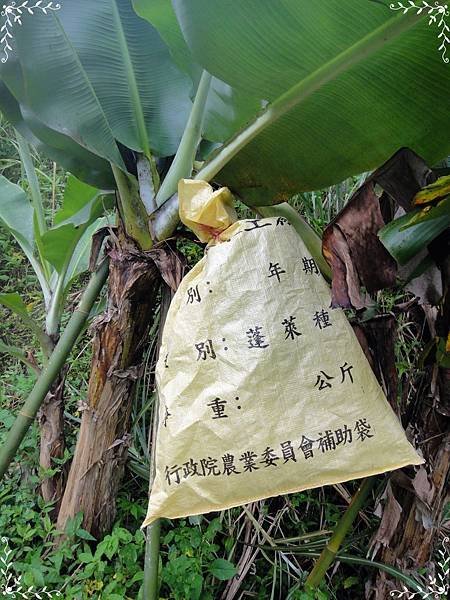 套袋.JPG