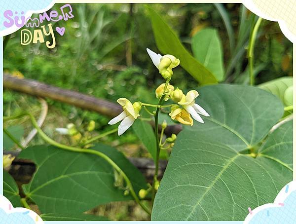 花仁皇帝豆5.jpg