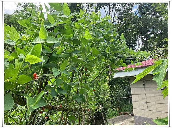 花仁皇帝豆3.jpg