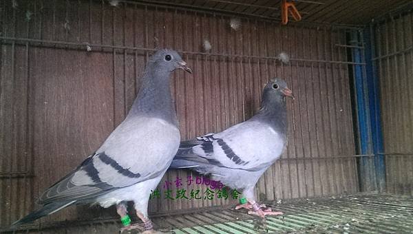 IMAG7528
