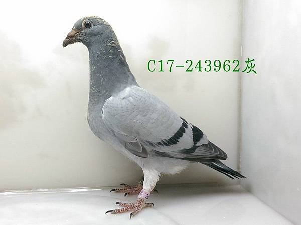 243962 (1)
