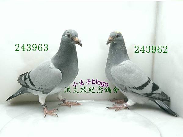 24396263 (1)