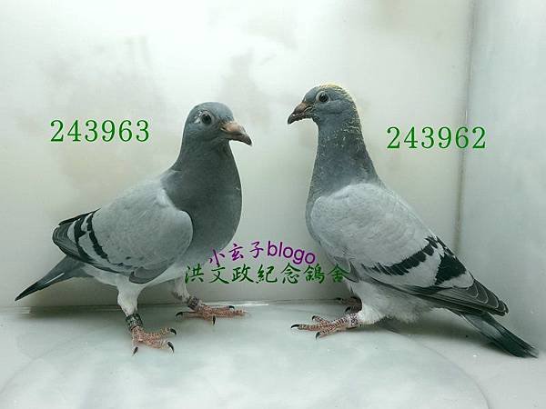 24396263 (2)