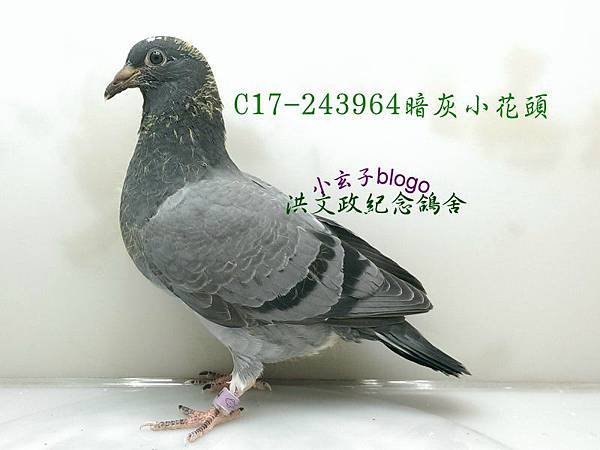 243964 (1)