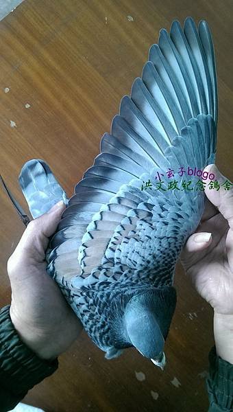816780b (1).jpg