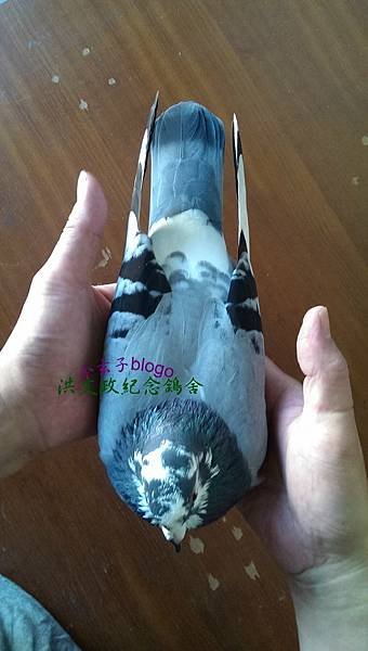 326301b (3).jpg