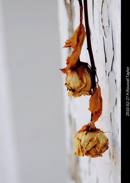 DSC_0010-1.jpg