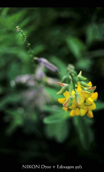 DSC_8245.jpg