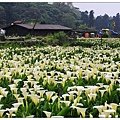 陽明山國家公園-竹子湖海芋田