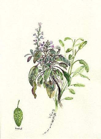 鼠尾草