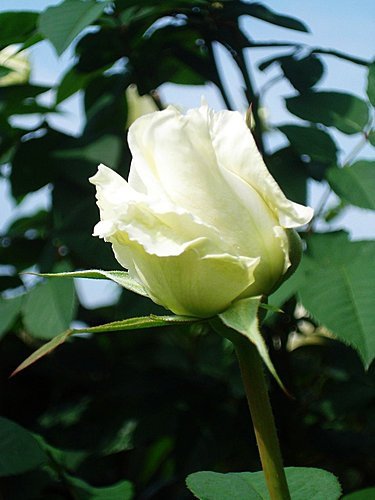 ZQ0_PZKWAhu_ajTp6oEYHA