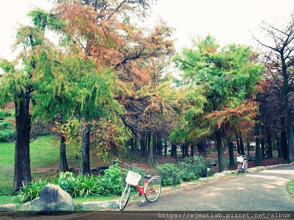 羅東運動公園落羽松12.JPG