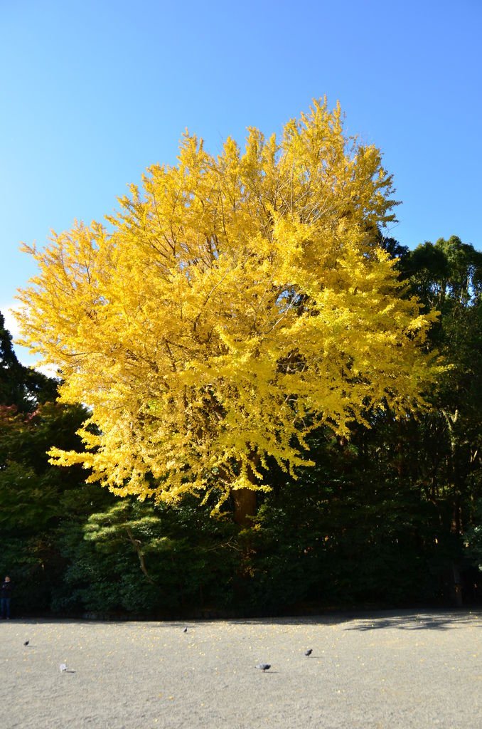 DSC_8375.JPG
