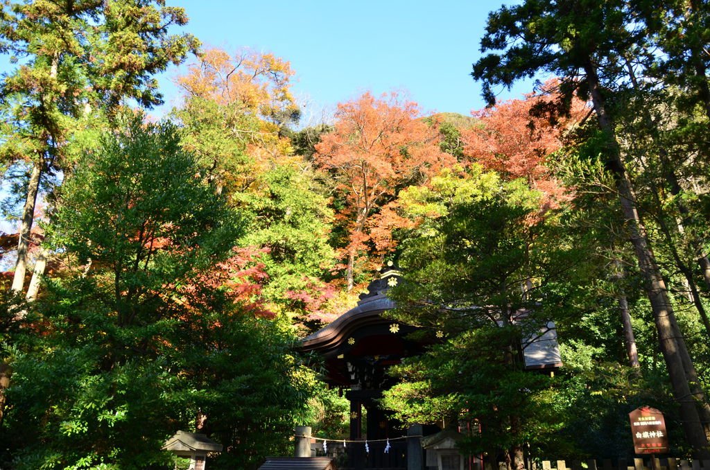 DSC_8390.JPG