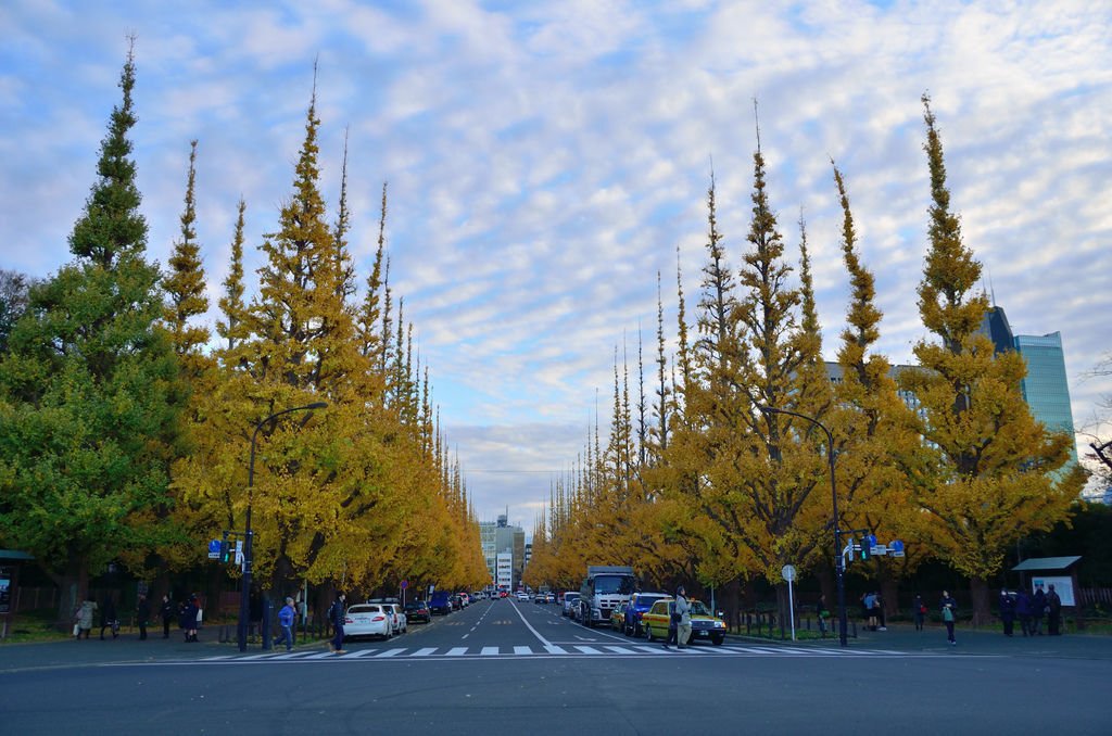 DSC_8520.JPG