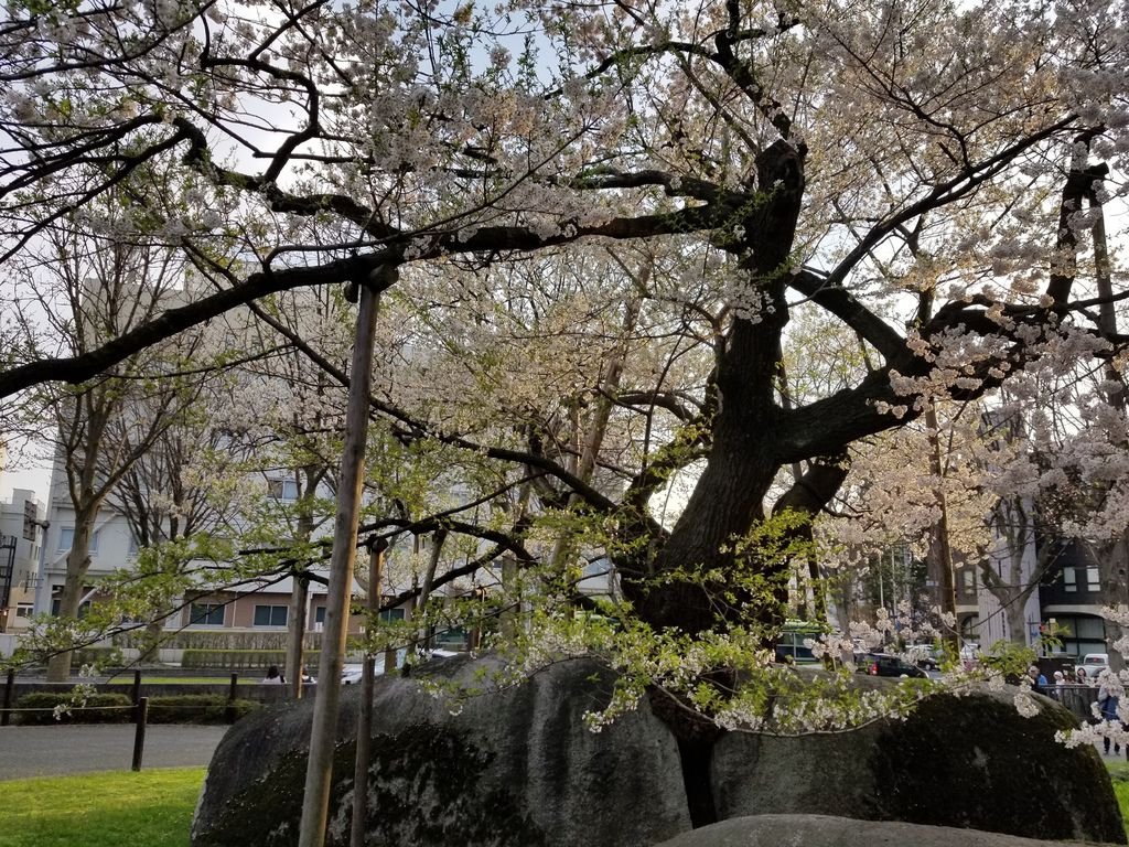 20180422_172154.jpg