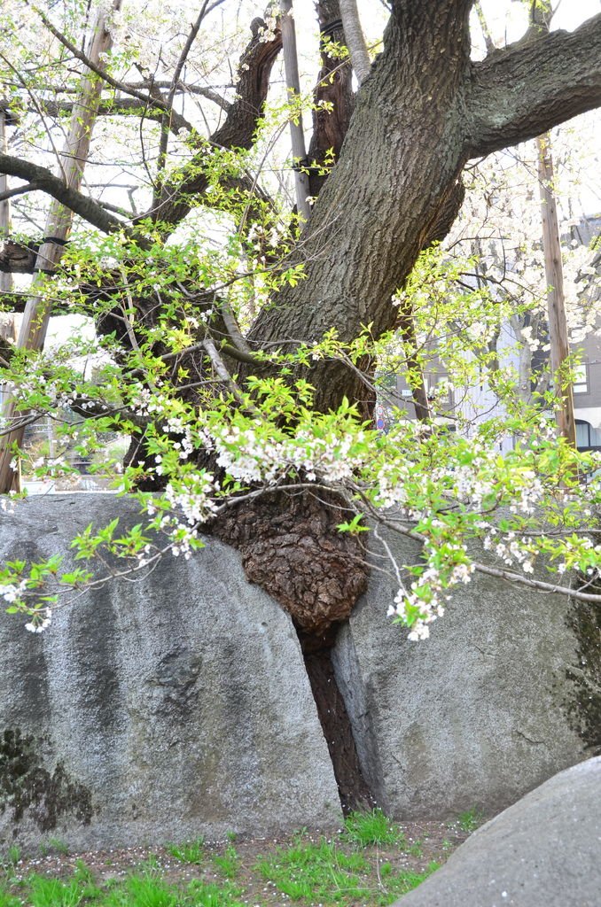 DSC_6093.JPG