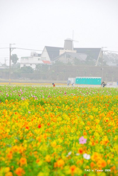 新社花海5.jpg