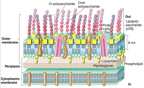 outer membrane of bacteria