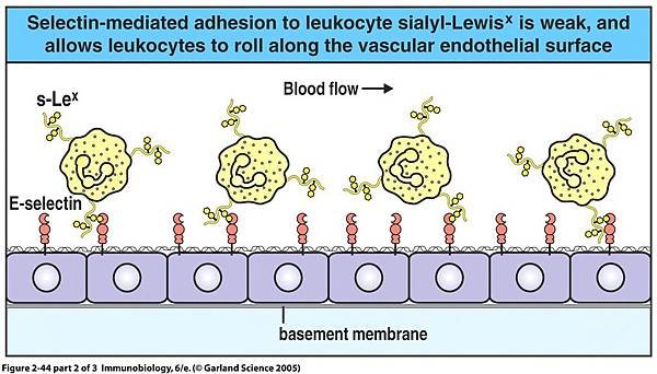 Leukocyte migration2