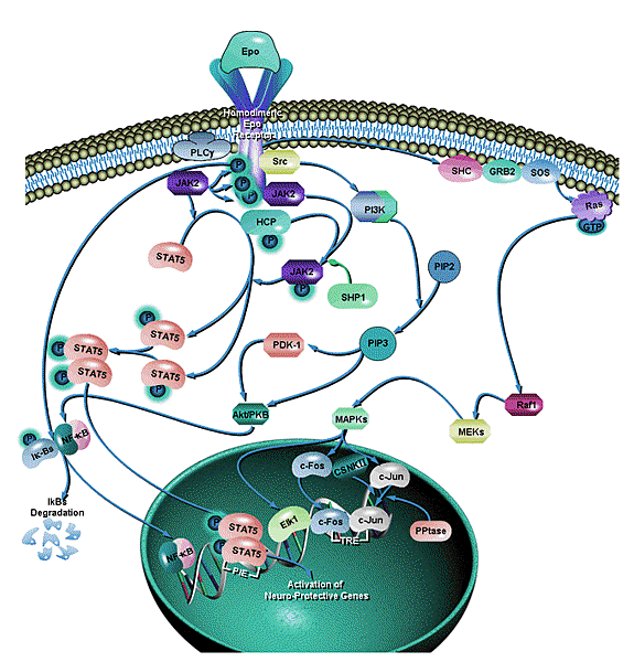 Erythropoietin Pathway680 拷貝