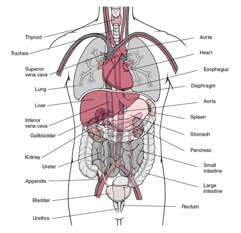 organ-anatomy-back-view-3.jpg