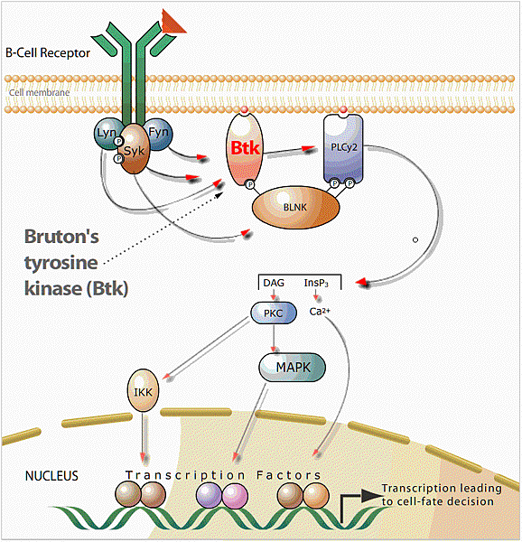 BTK_BCR_Signaling