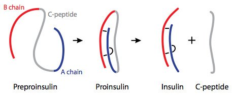 Insulin and C-peptide